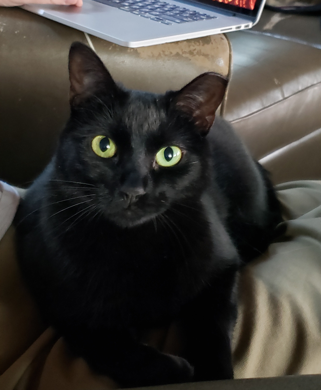 Our black cat